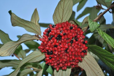 Viburnum rhytidophyllum - kalina vrásčitolistá - plodenství